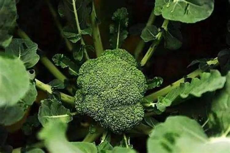 西兰花施什么肥最好