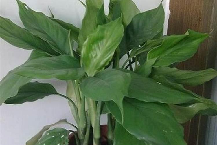 红薯苗喷什么叶面肥生长快,红薯苗什么时候种植好