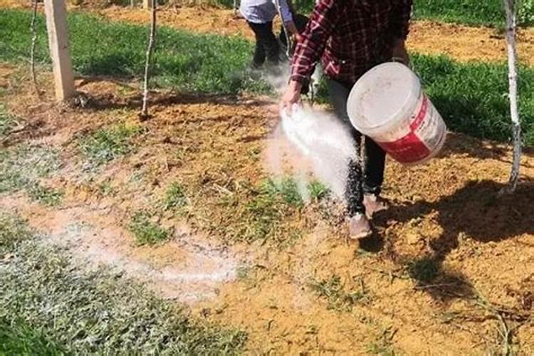 茶花上肥方法 氮肥催春梢