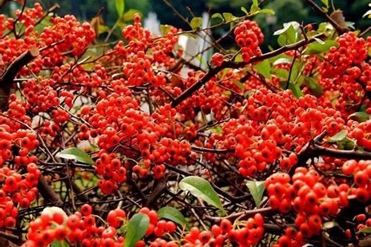 火棘怎么养可以多开花结果