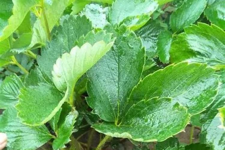 草莓碧护使用方法