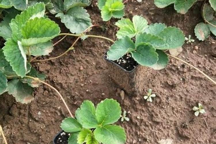 草莓种植高产小技巧,老果农教您如何种植,学会就可以让产量翻倍百度知 ...