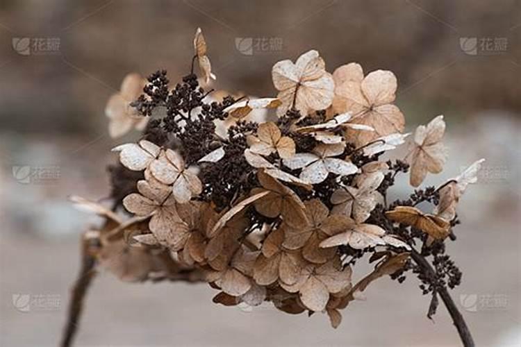 北方绣球花冬天怎么养护