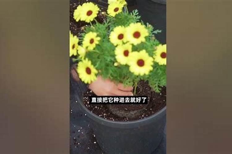 玛格丽特开花后怎么处理