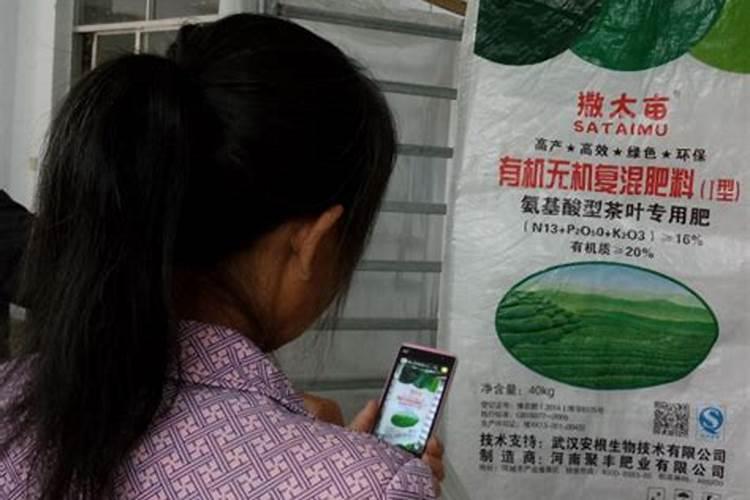 茶叶施磷肥选什么肥