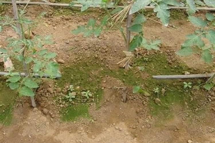 青苔最怕什么肥料？