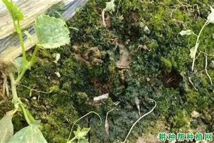 土壤长青苔怎样处理