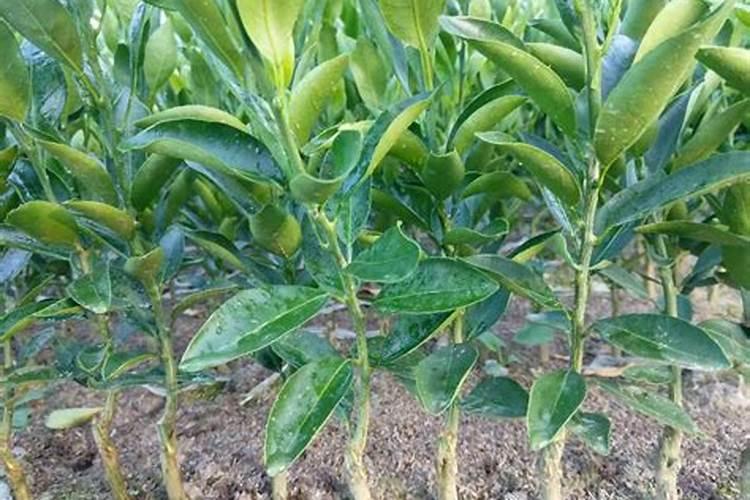 柑橘幼苗施什么肥 柑橘幼苗怎么施肥