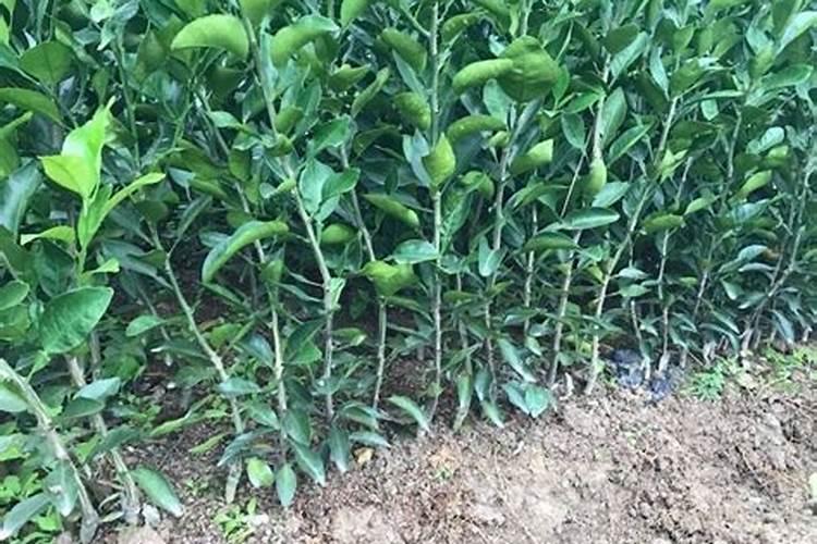 新栽柑橘幼苗怎么施肥 施肥中应该注意什么