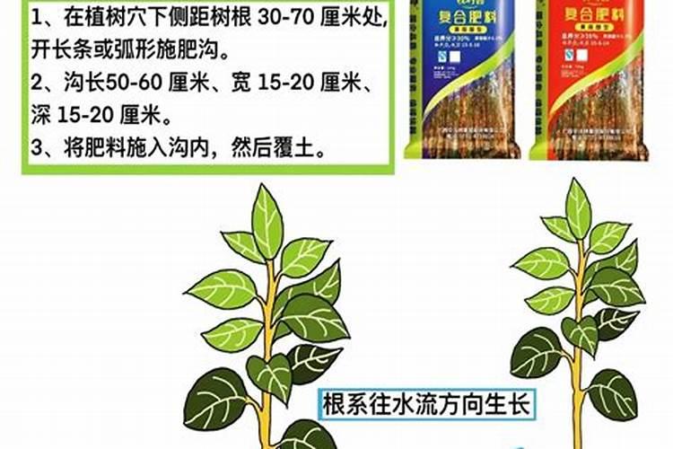 树木怎样施肥