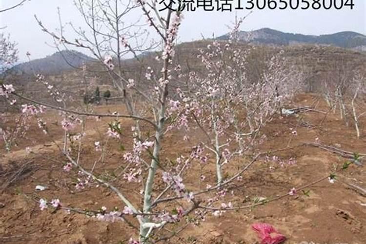 草甘膦在桃树地用对桃树有唯害吗
