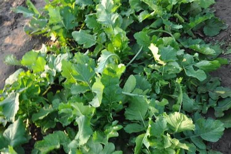 为什么种植油菜要增施硼肥？增施硼肥的好处有哪些？