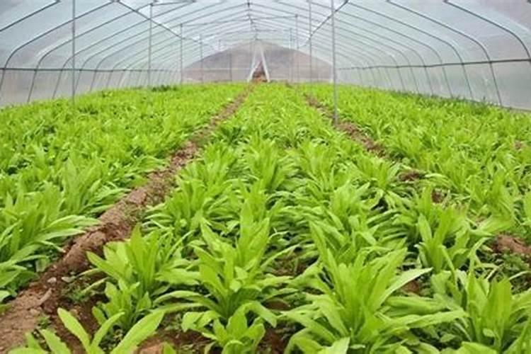 大棚种植需要什么技术？
