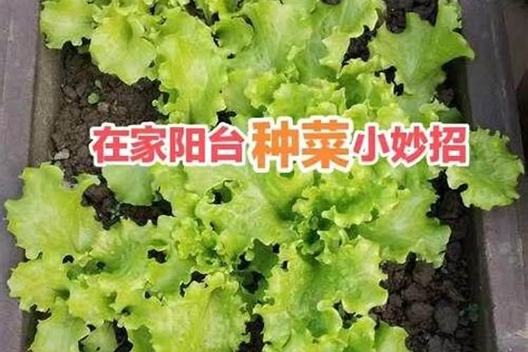 种菜施肥的正确方法
