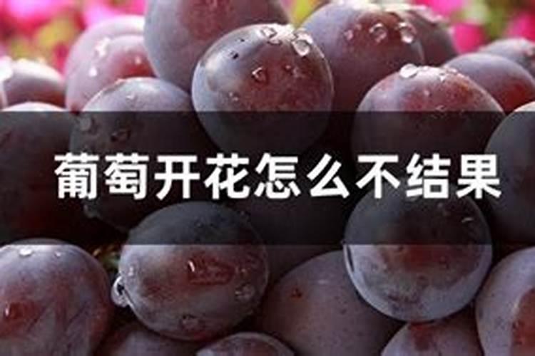 葡萄挂果率低,有没有种葡萄的,你们都用啥肥料