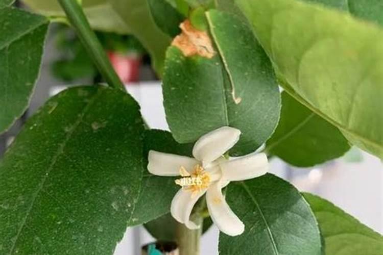 柠檬树开花结果后如何管理？