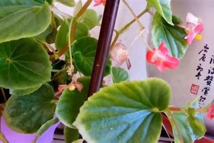 海棠花有花苞可以喷叶面肥吗