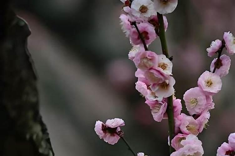 梅花养护要点,潮湿养护散光照射