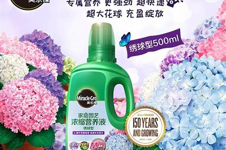 什么树可以嫁接木本绣球？