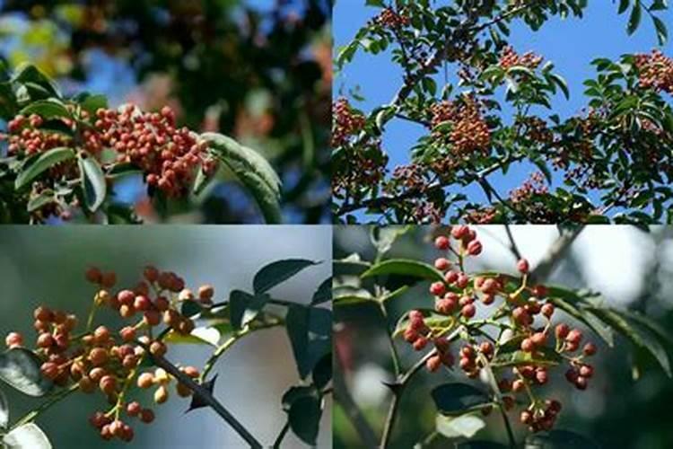 花椒树施硼大化肥什么时间好？