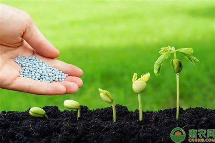 植物缺钙怎么解决？什么钙肥补充效果更好？