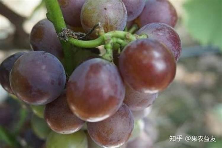 葡萄79月份种植管理要点