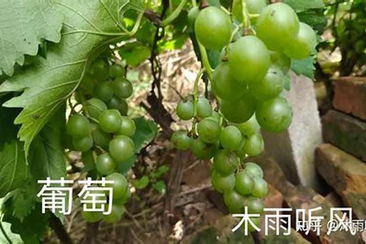 葡萄已套袋上什么肥好？