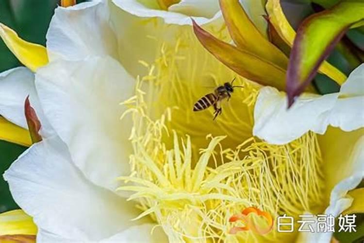 葡萄幼苗施肥用什么肥料好(新栽葡萄苗期需要怎样施肥)