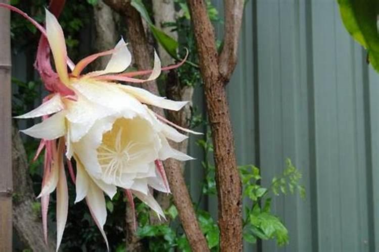 昙花施肥用什么肥料,长花蕾的时候可以施肥吗