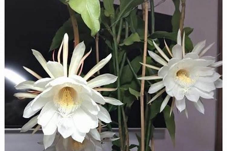 昙花多久施肥 昙花施肥时间需注意什么