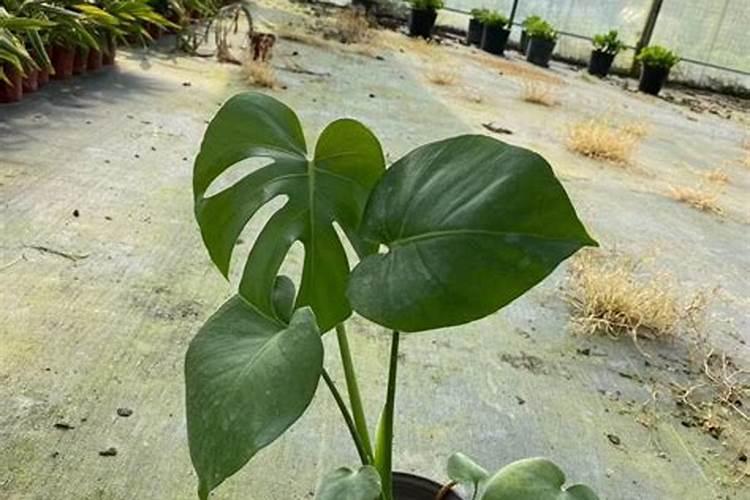 龟背竹怎样施肥