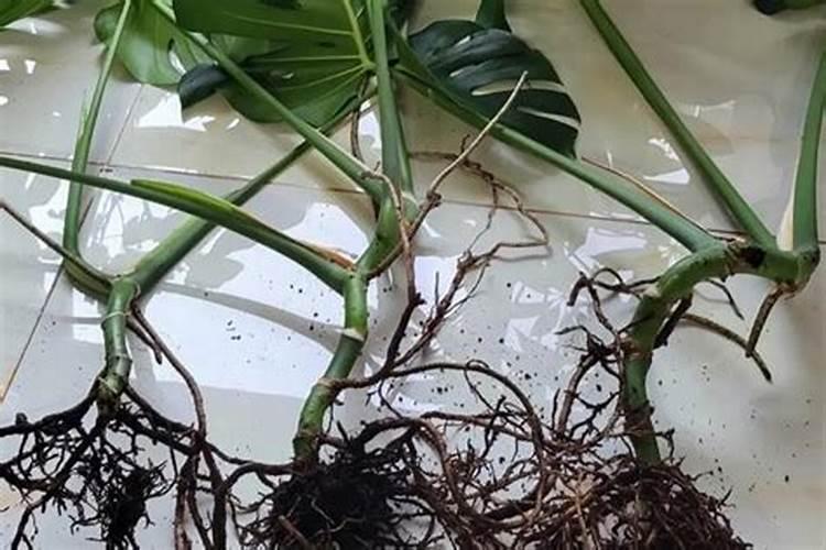 龟背竹施什么肥最好