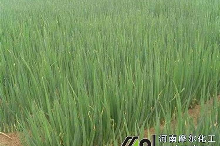 大葱施肥用什么肥料好