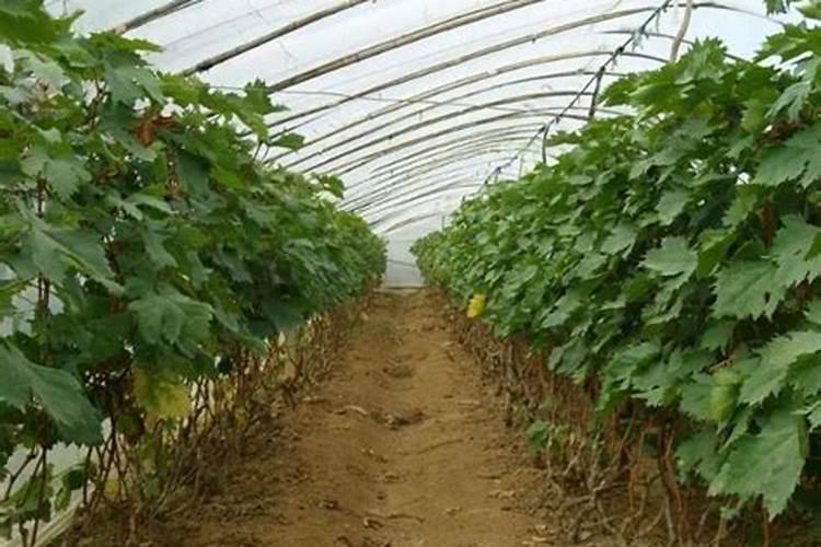 种植葡萄一亩地能产值多少斤 大概收入是多少