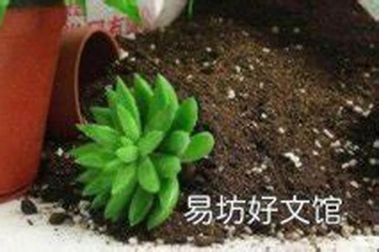 凤尾葵的室内养殖方法和注意事项