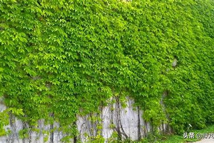 爬山虎怎么养 爬山虎有什么养殖技巧呢