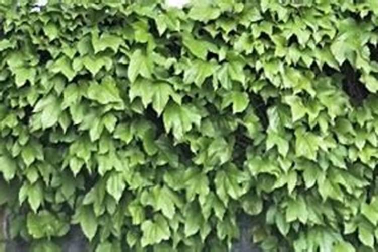 爬山虎怎么栽培 爬山虎的栽培方法