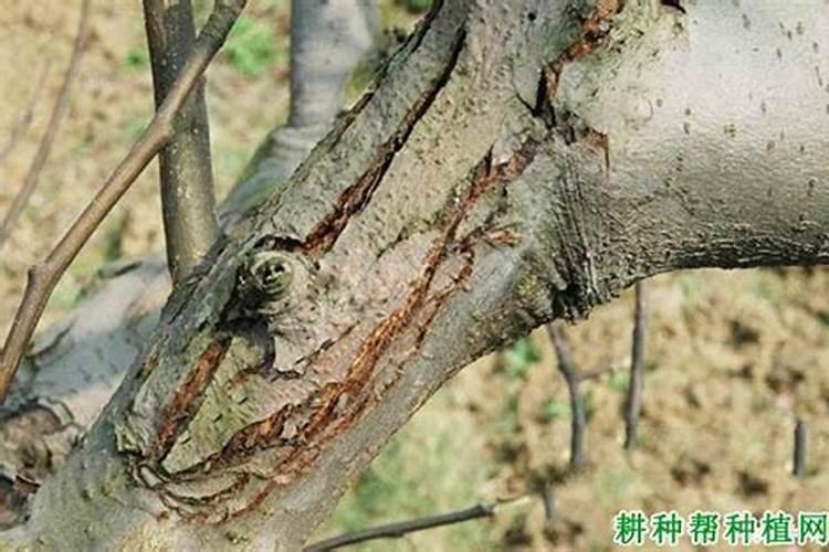 腐植酸对农作物有哪些作用