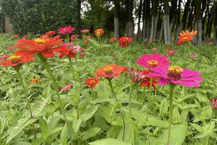 水稻生长到什么期间使用钾肥最合理