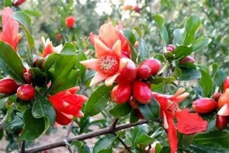 花生什么时候可以放钾肥