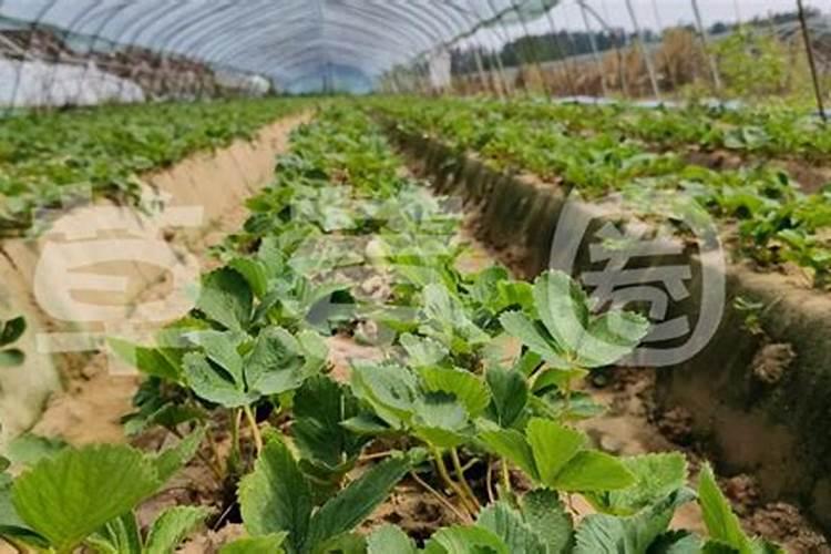 草莓开花前期用什么肥