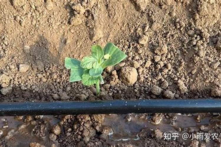 我想安装滴灌,都需要什么？