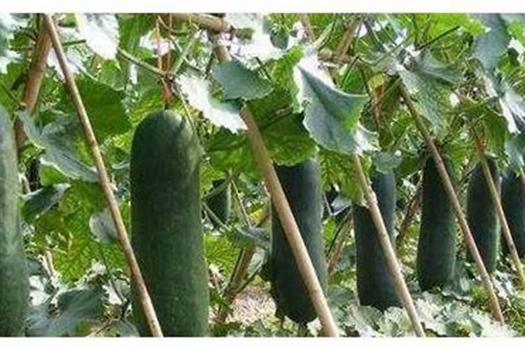 种冬瓜用什么肥料最好