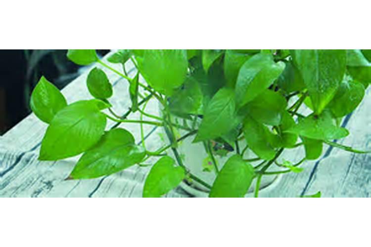 秦皇岛卖肥料的小商店有哪些