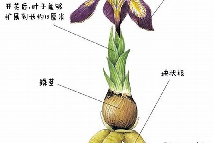黄瓜喷什么叶面肥茎杆粗壮