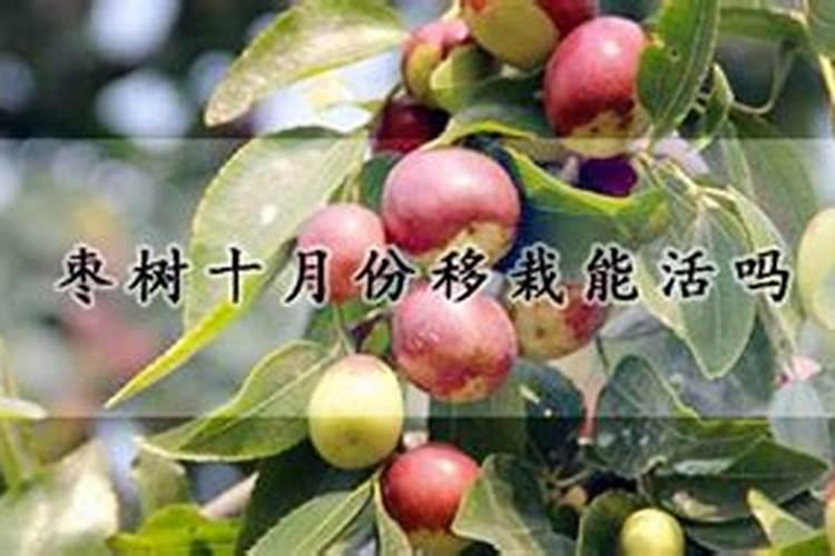 喷施什么叶面肥能促进枣树多开花,提高坐果率