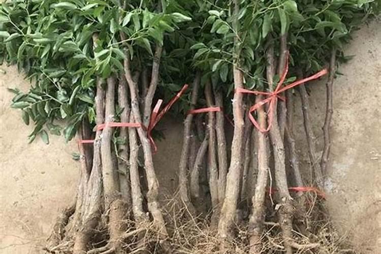 怎么给枣树喷施叶面肥？ 河南小麦高产栽培防治病虫草害技术