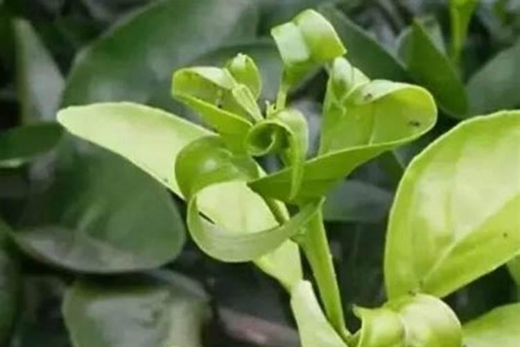 金弹子花期坐不住果用什么保花保果？