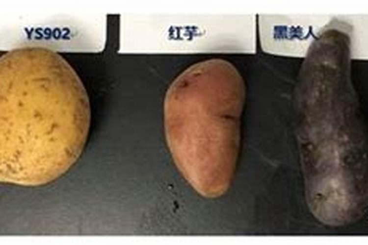 微量元素对马铃薯生长的作用