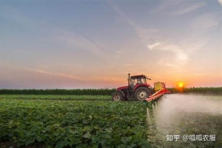 为什么有的植物枝条能生根发芽
